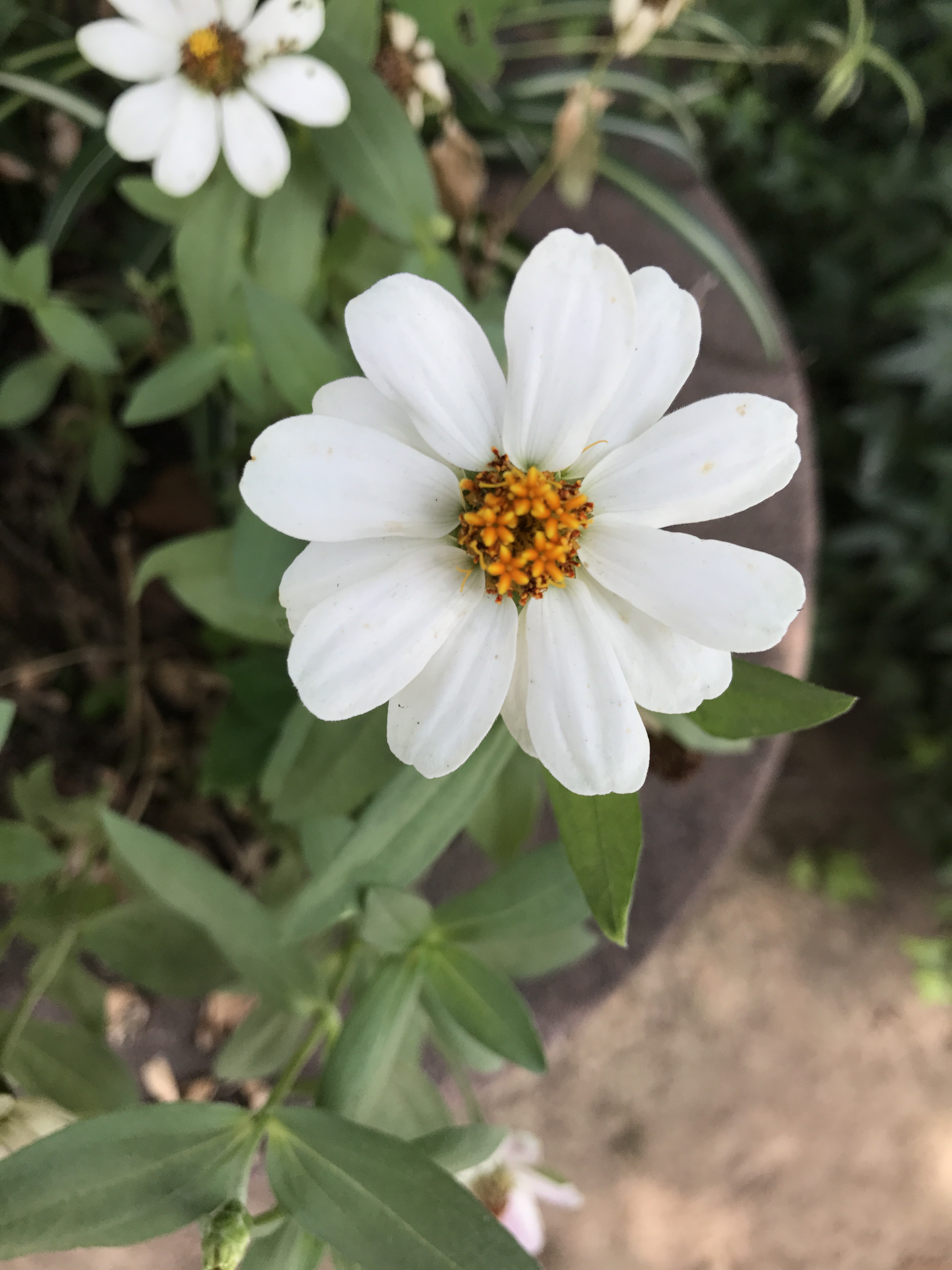 ジニアプロフィージョン 花撮影技術 植物園紹介 花のブログ