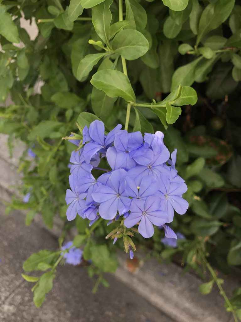 マツリカ 花 紫