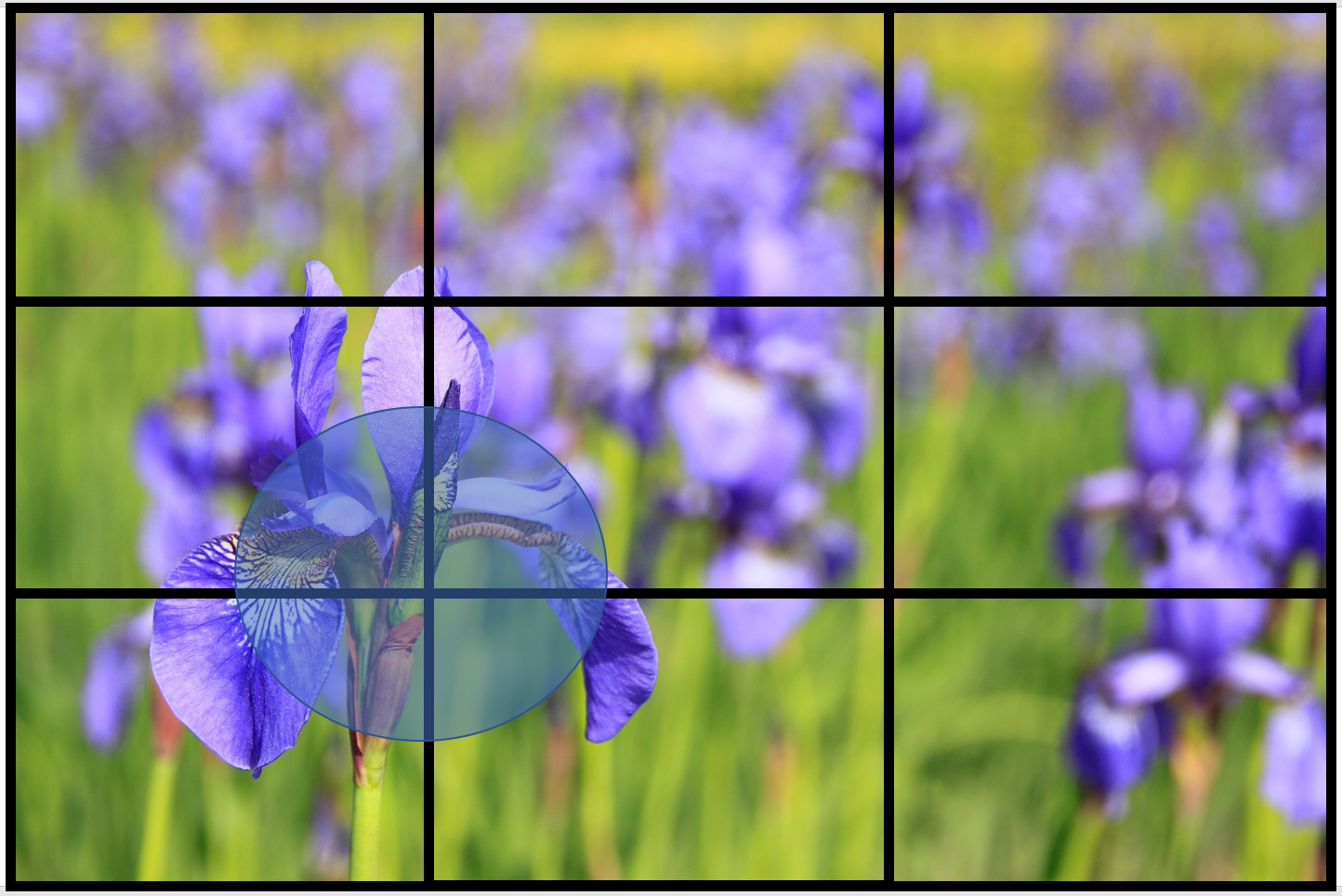 Iphoneで綺麗に花の写真を撮る方法 花撮影技術 植物園紹介 花のブログ