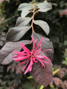 Iphoneで綺麗に花の写真を撮る方法 花撮影技術 植物園紹介 花のブログ