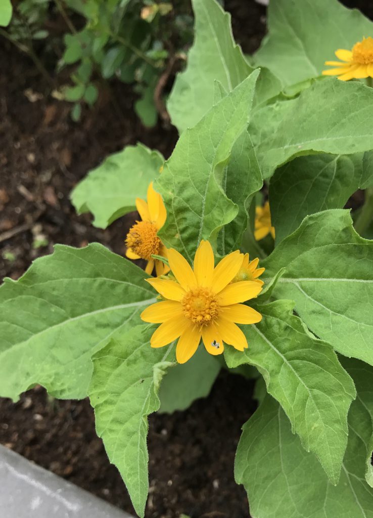 メランポジューム 花撮影技術 植物園紹介 花のブログ