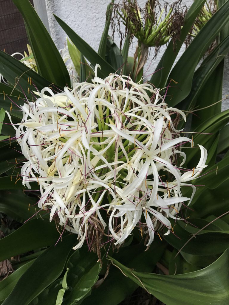 ハマユウ 花撮影技術 植物園紹介 花のブログ