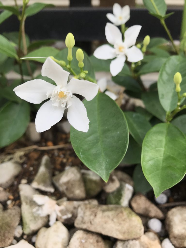 セイロンライティア 花撮影技術 植物園紹介 花のブログ