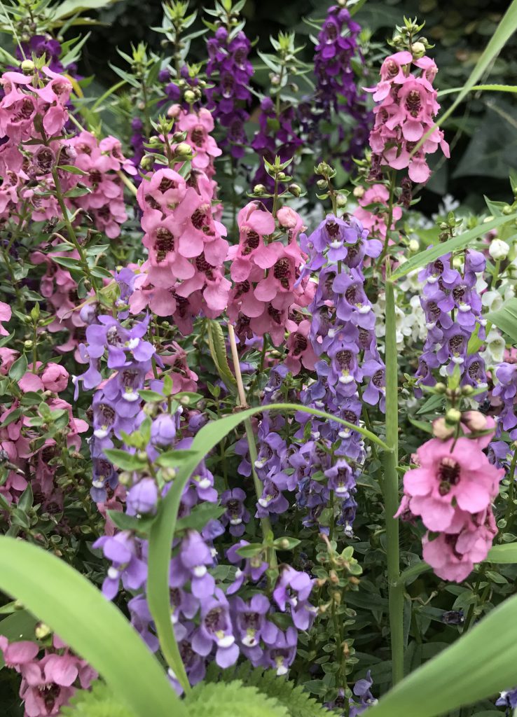 アンゲロニア 花撮影技術 植物園紹介 花のブログ