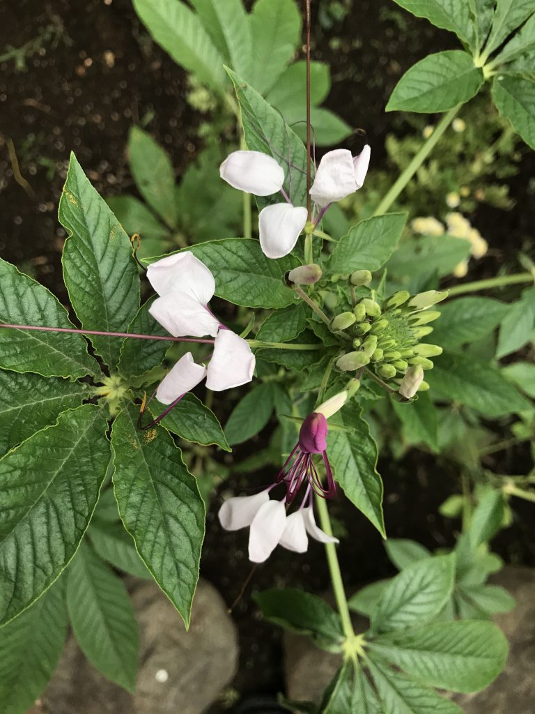 クレオメ 花撮影技術 植物園紹介 花のブログ