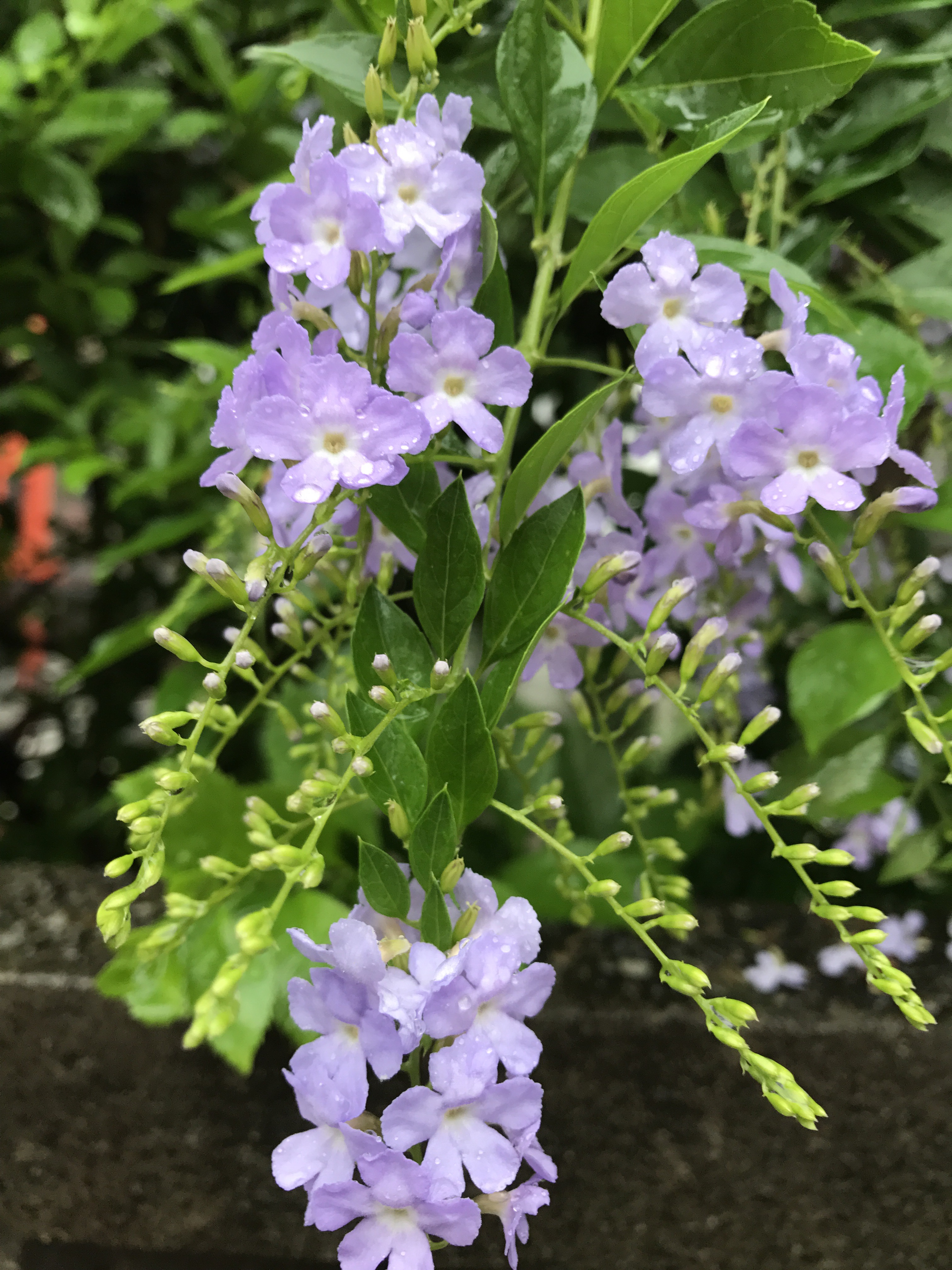 デュランタ レペンス 花撮影技術 植物園紹介 花のブログ