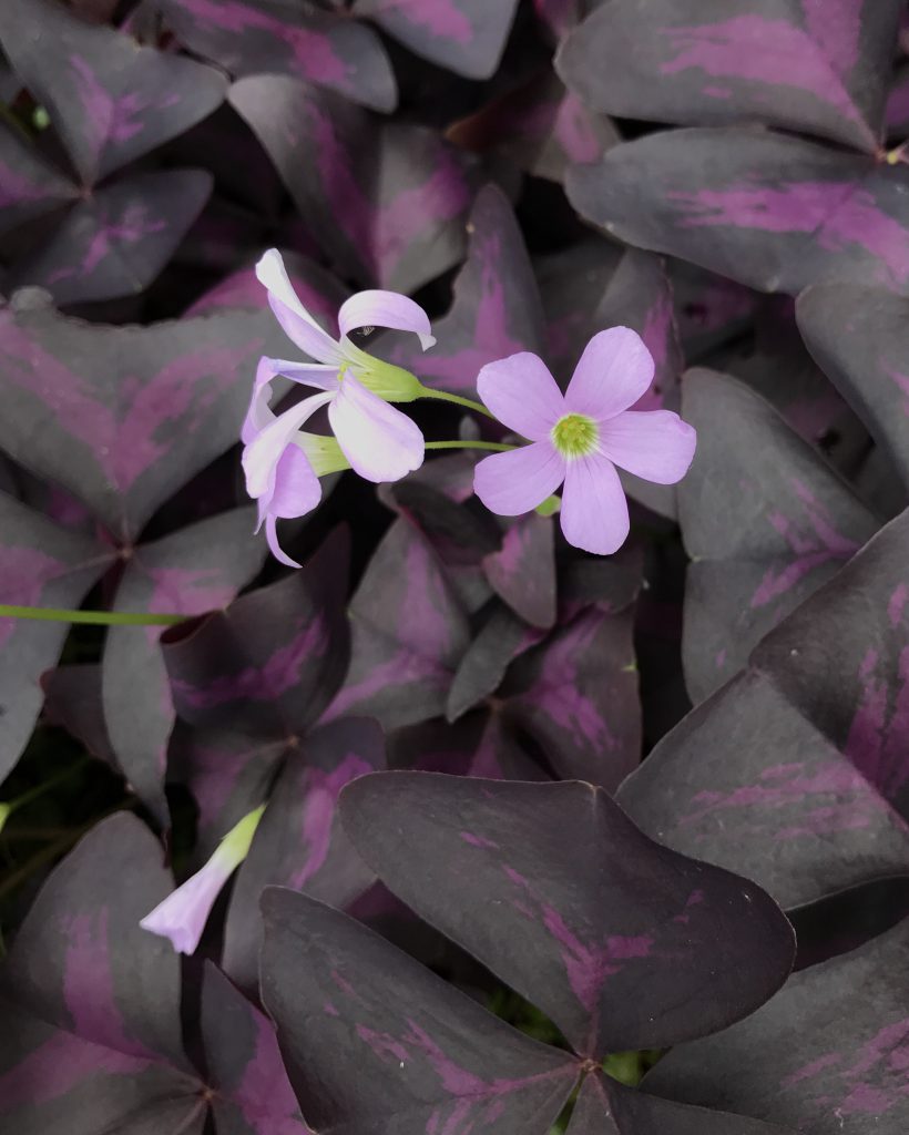 オキザリス トリアングラリス 花撮影技術 植物園紹介 花のブログ