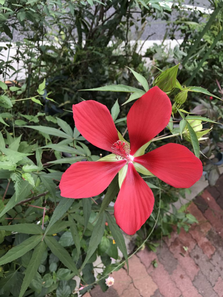 モミジアオイ 花撮影技術 植物園紹介 花のブログ