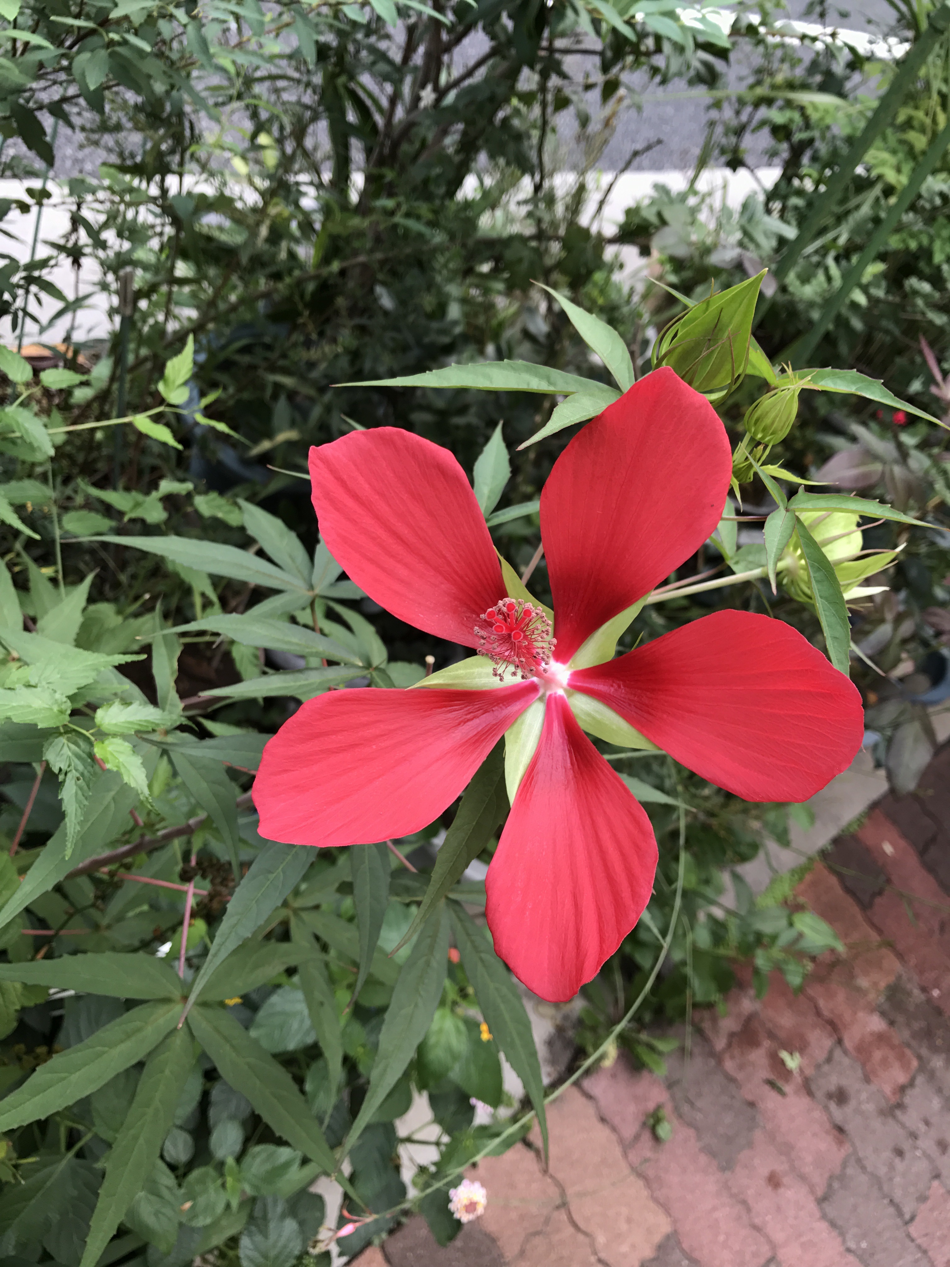 モミジアオイ 花撮影技術 植物園紹介 花のブログ
