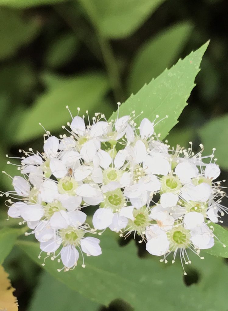 シロバナシモツケ 花撮影技術 植物園紹介 花のブログ