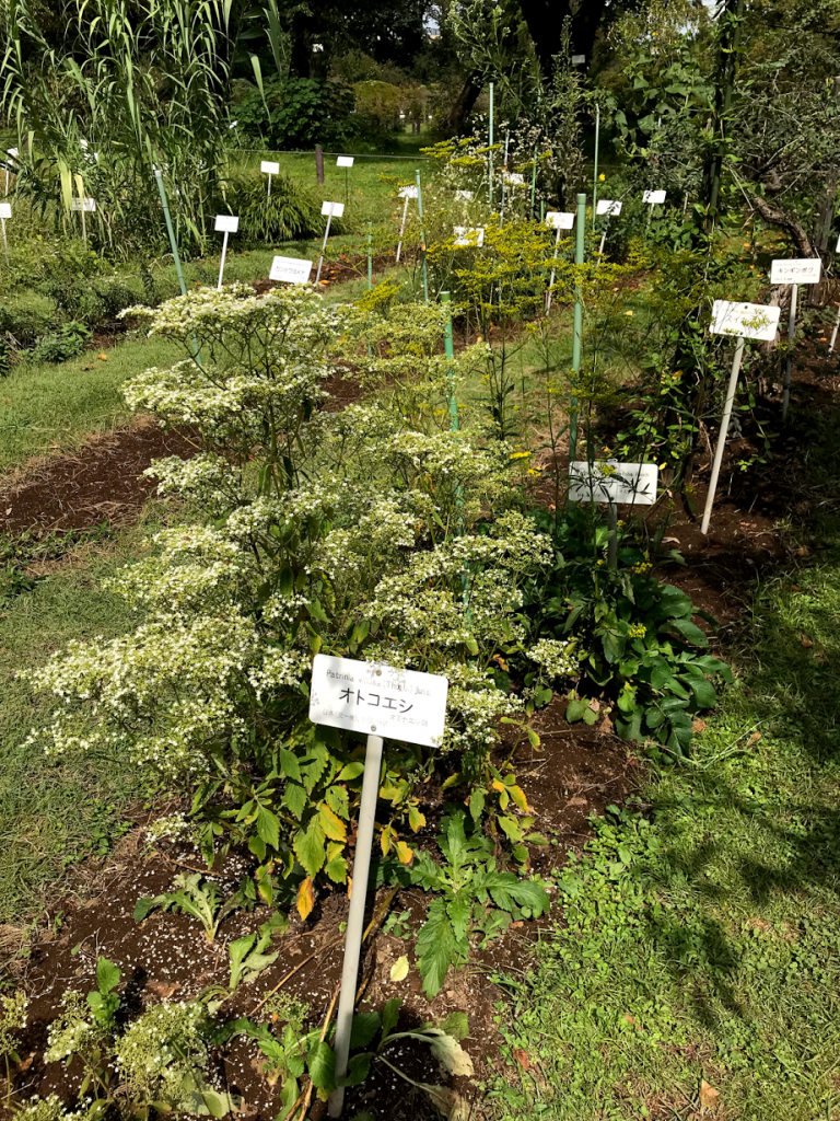 小石川植物園　分類表保温園