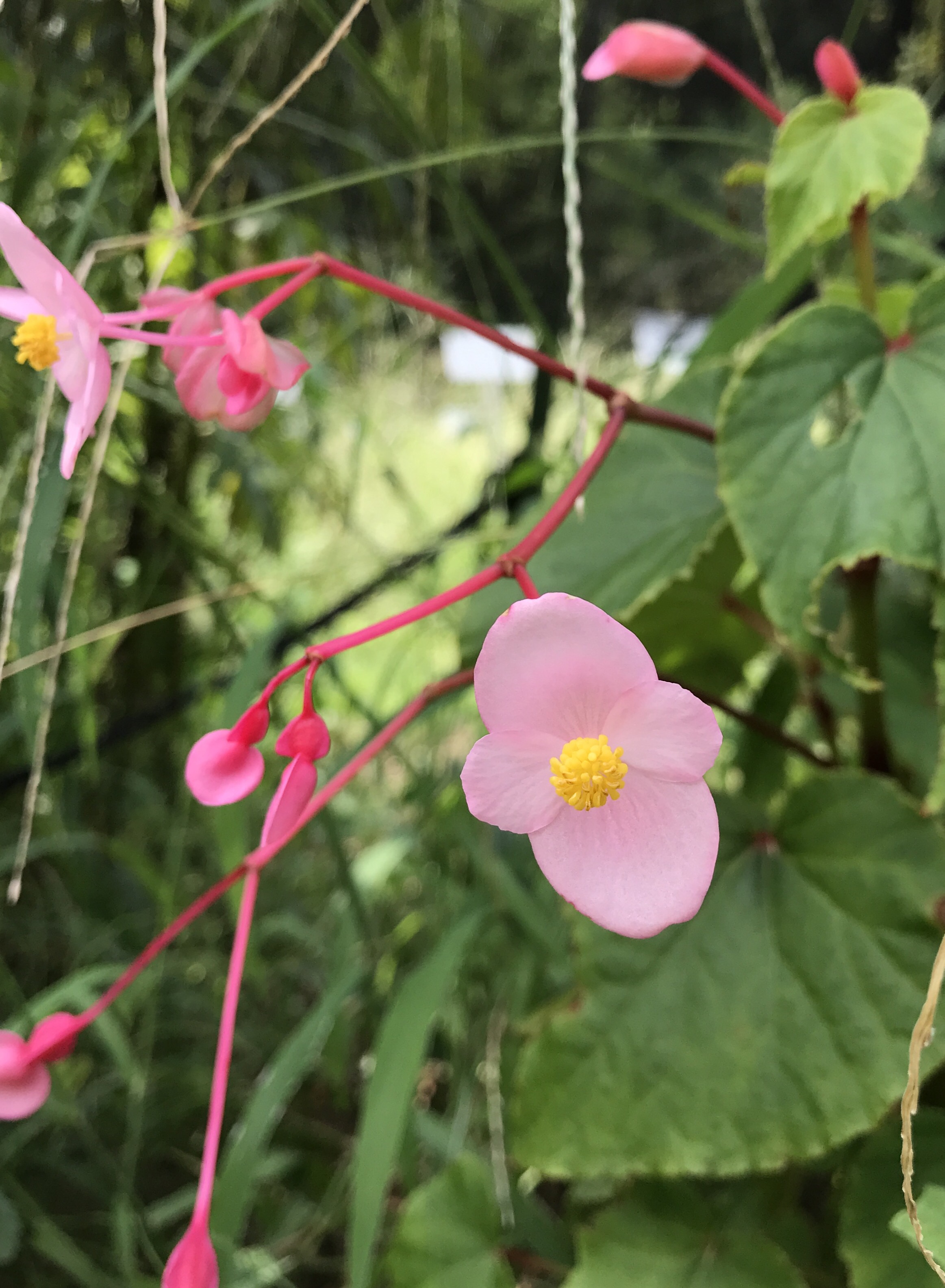 シュウカイドウ 花撮影技術 植物園紹介 花のブログ