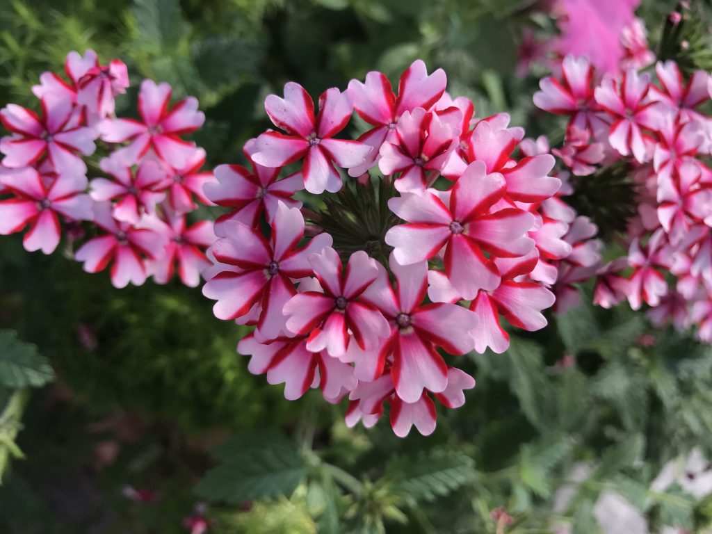 バーベナ 花撮影技術 植物園紹介 花のブログ バーベナ 花撮影技術 植物園紹介 花のブログ