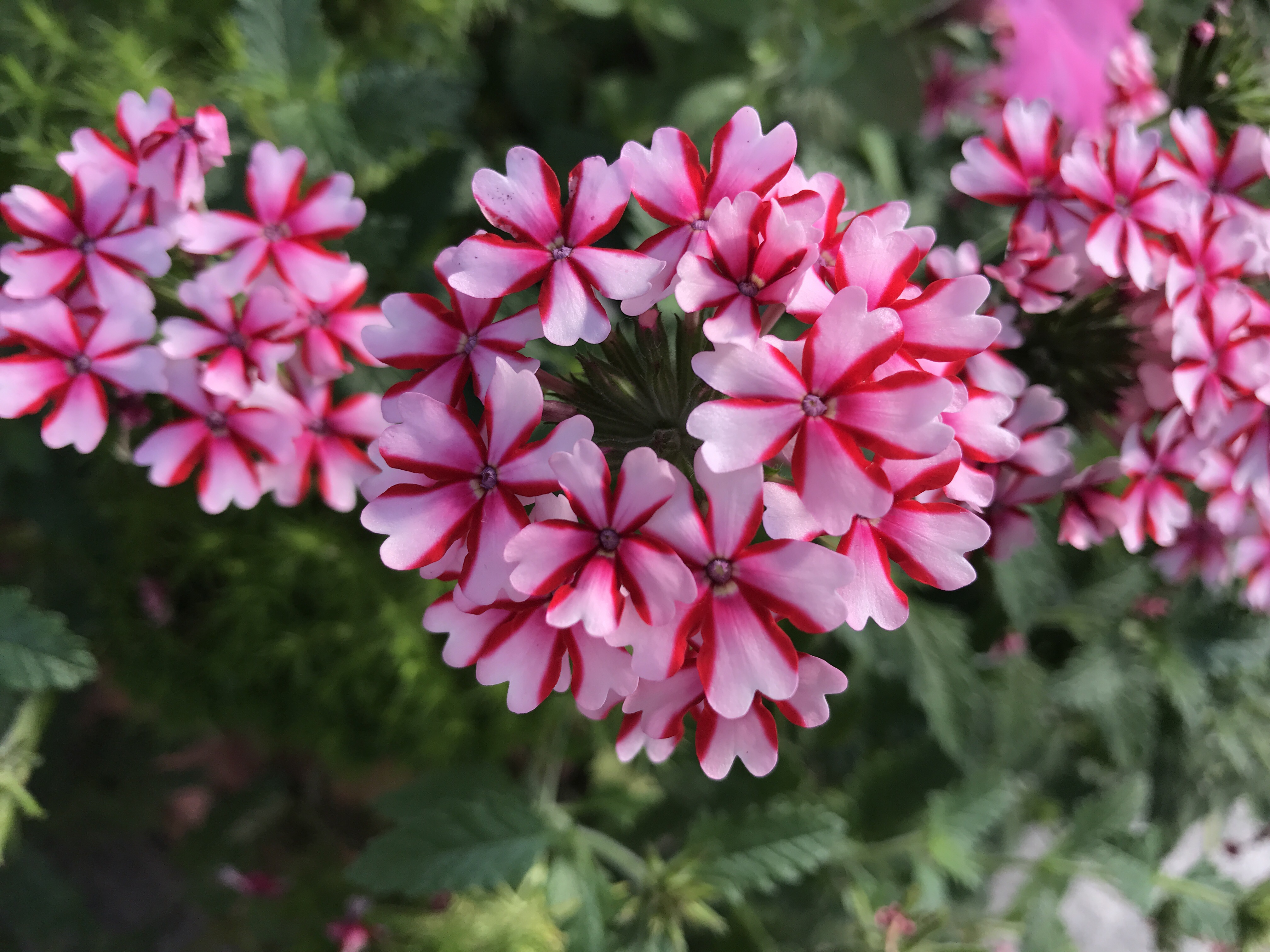 バーベナ 花撮影技術 植物園紹介 花のブログ