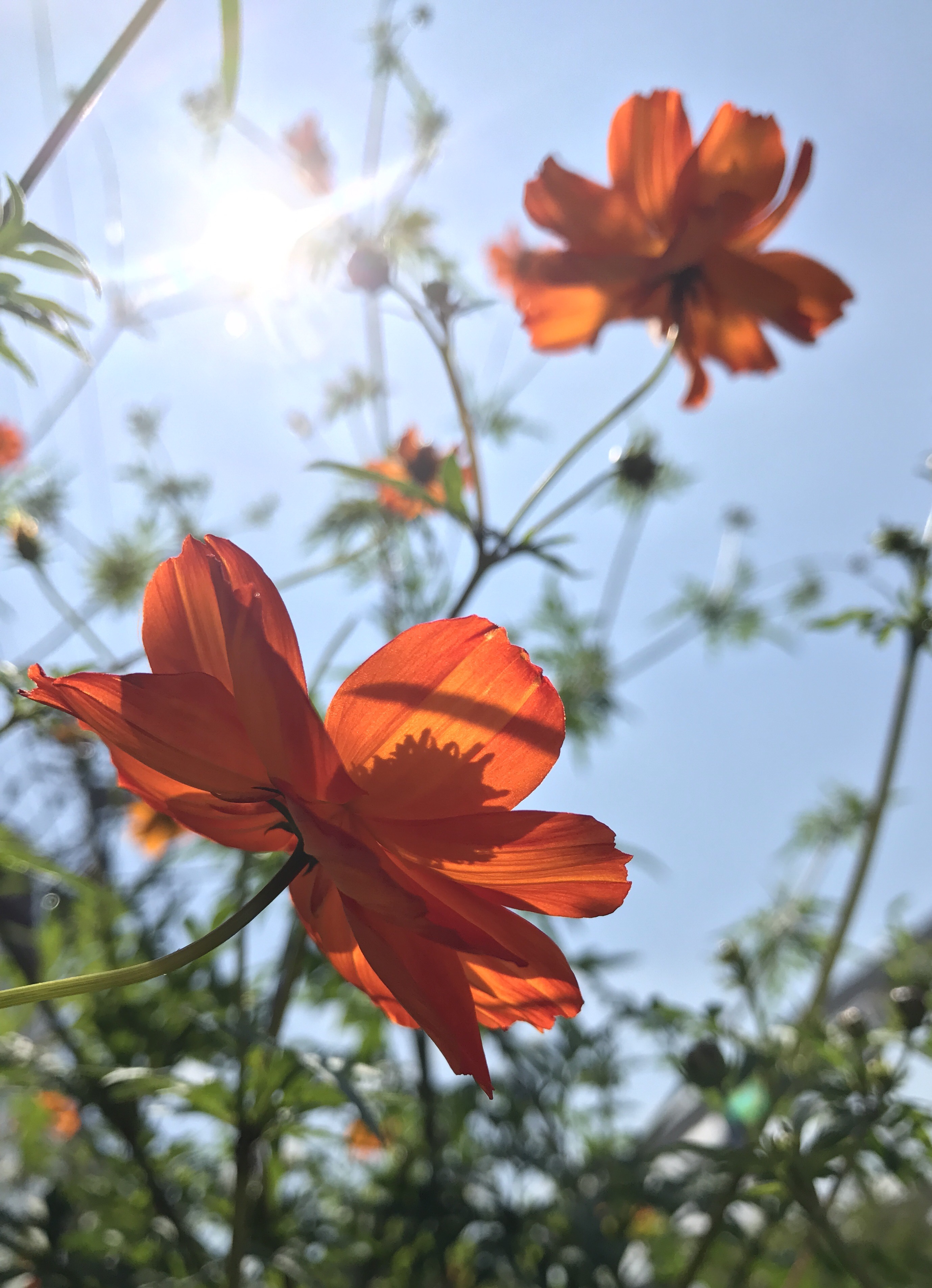 コスモス 花撮影技術 植物園紹介 花のブログ