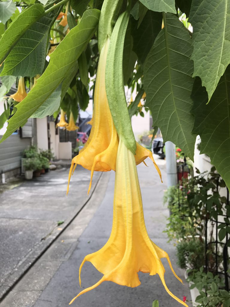 エンジェルトランペット 花撮影技術 植物園紹介 花のブログ