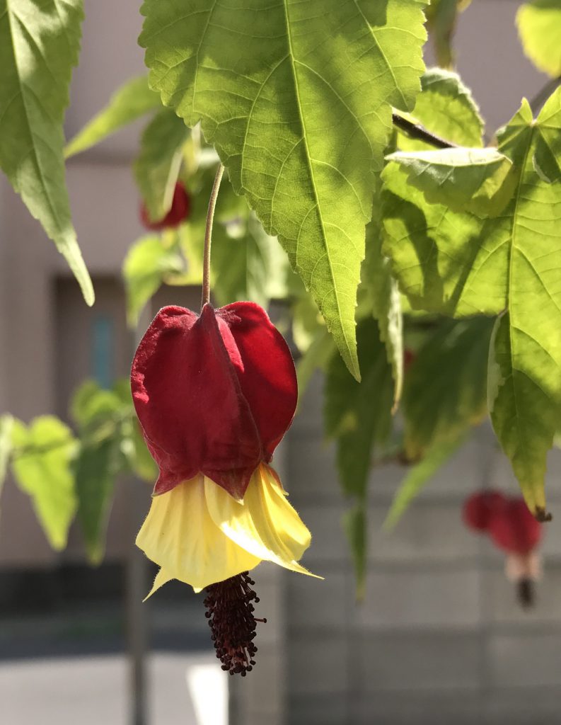 チロリアンランプ 花撮影技術 植物園紹介 花のブログ