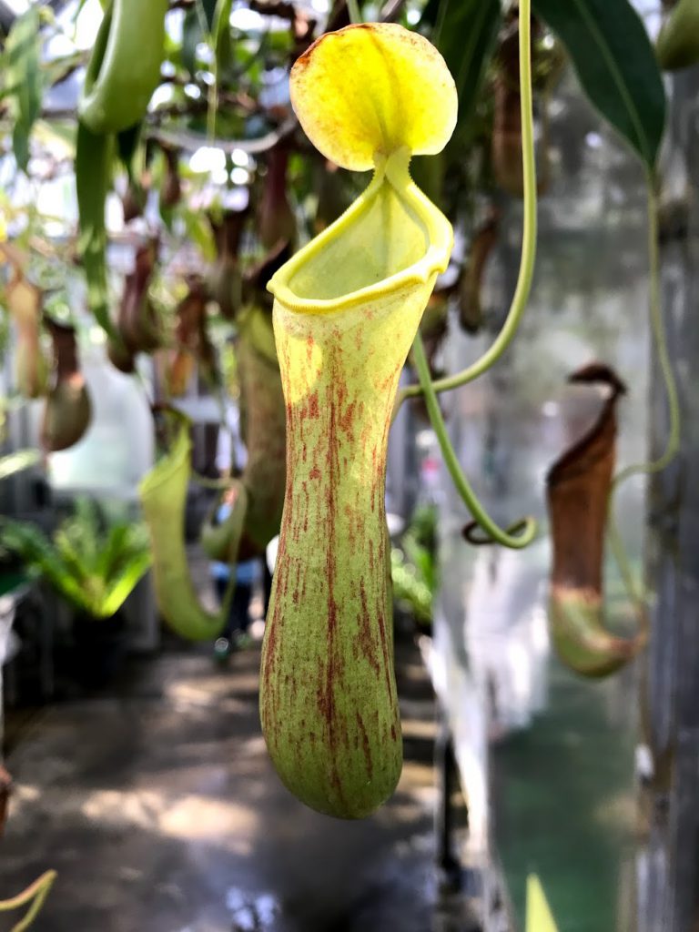 夢の島熱帯植物館　花