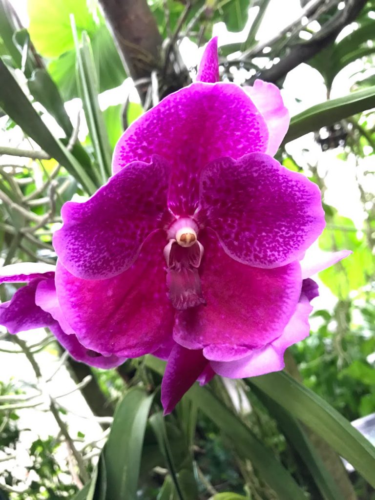 板橋区立熱帯環境植物館 Green Dome熱帯館 花撮影技術 植物園紹介 花のブログ