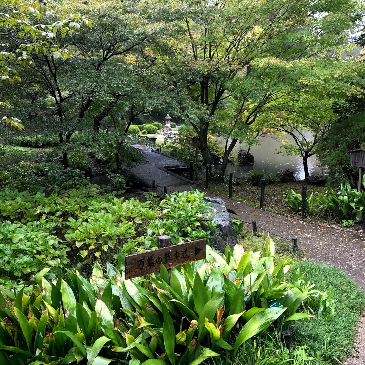 東山植物園　庭の草木