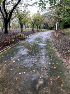 東山植物園　苔の道
