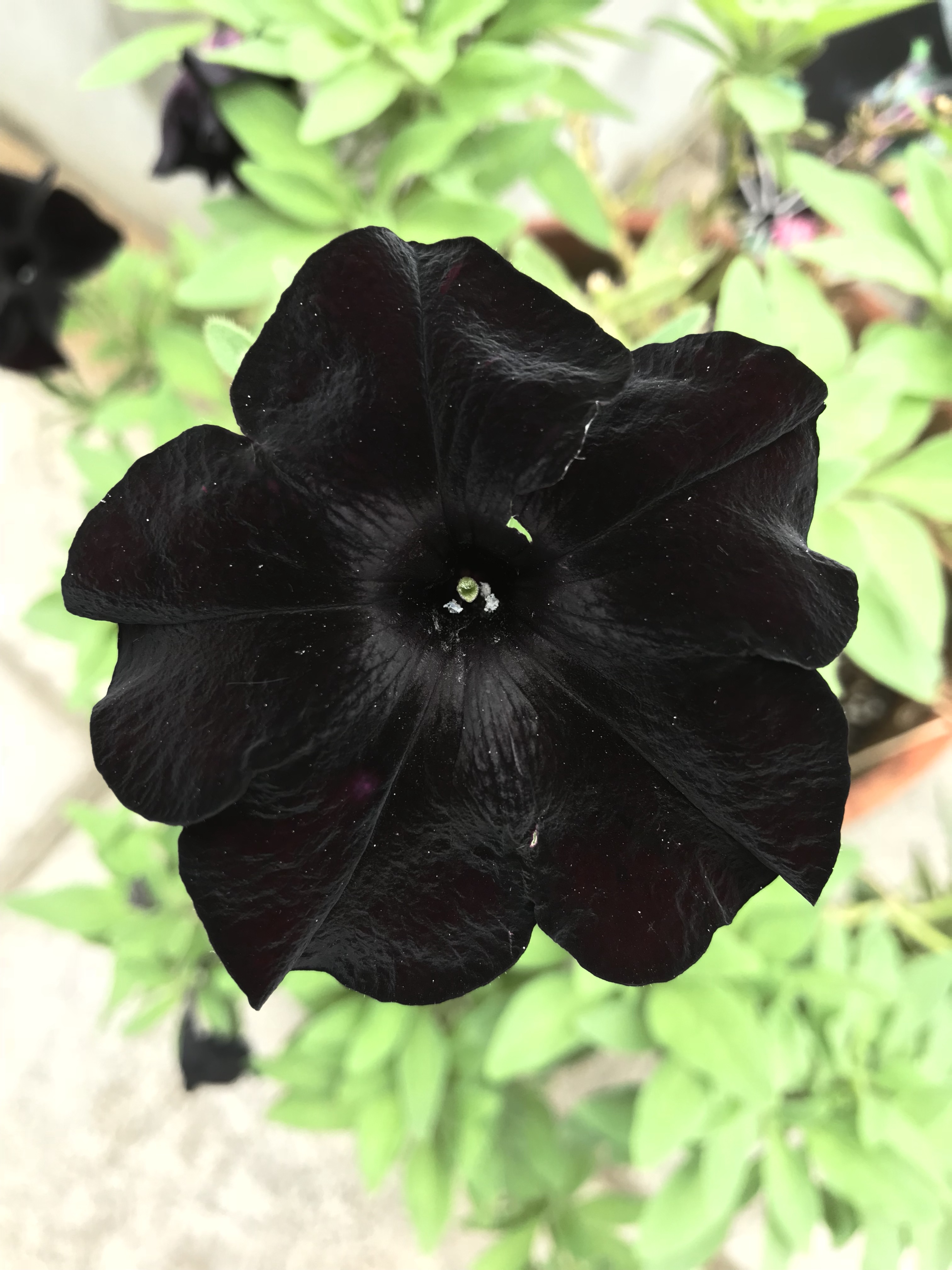 黒いペチュニア 花撮影技術 植物園紹介 花のブログ