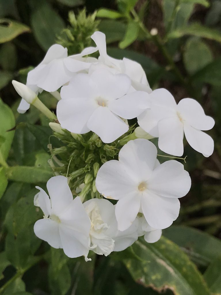 フロックス 花撮影技術 植物園紹介 花のブログ