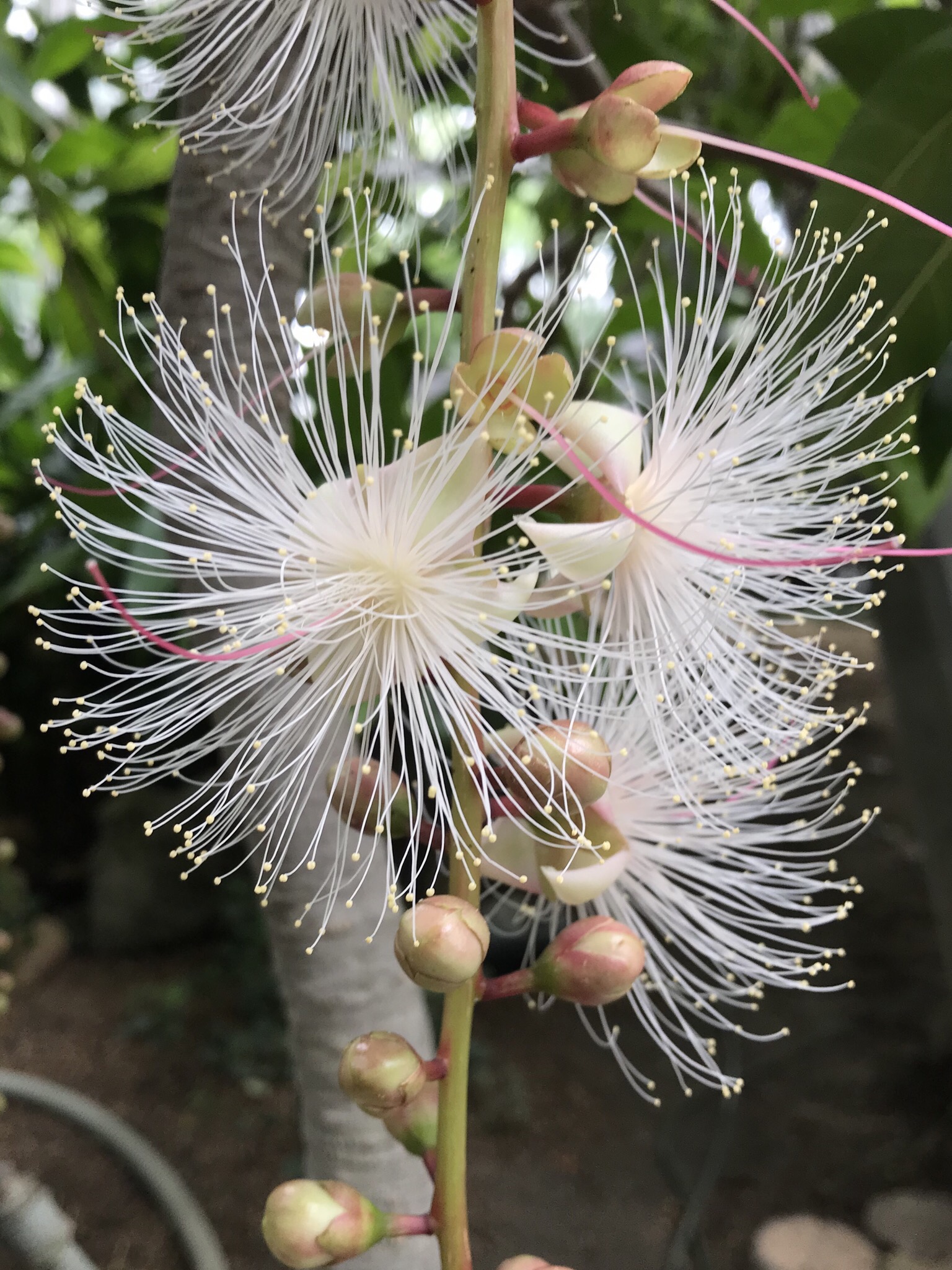 サガリバナ 花撮影技術 植物園紹介 花のブログ