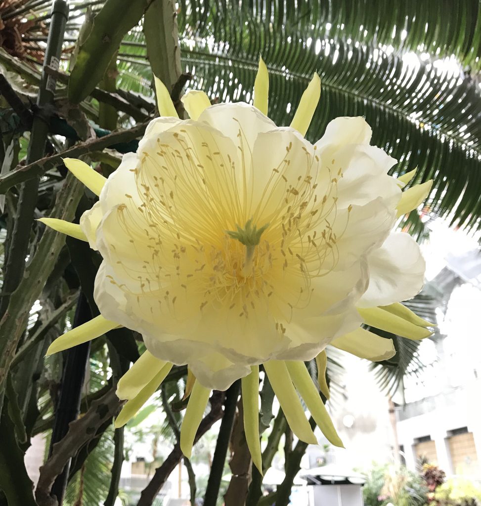ドラゴンフルーツ ピタヤ 花撮影技術 植物園紹介 花のブログ