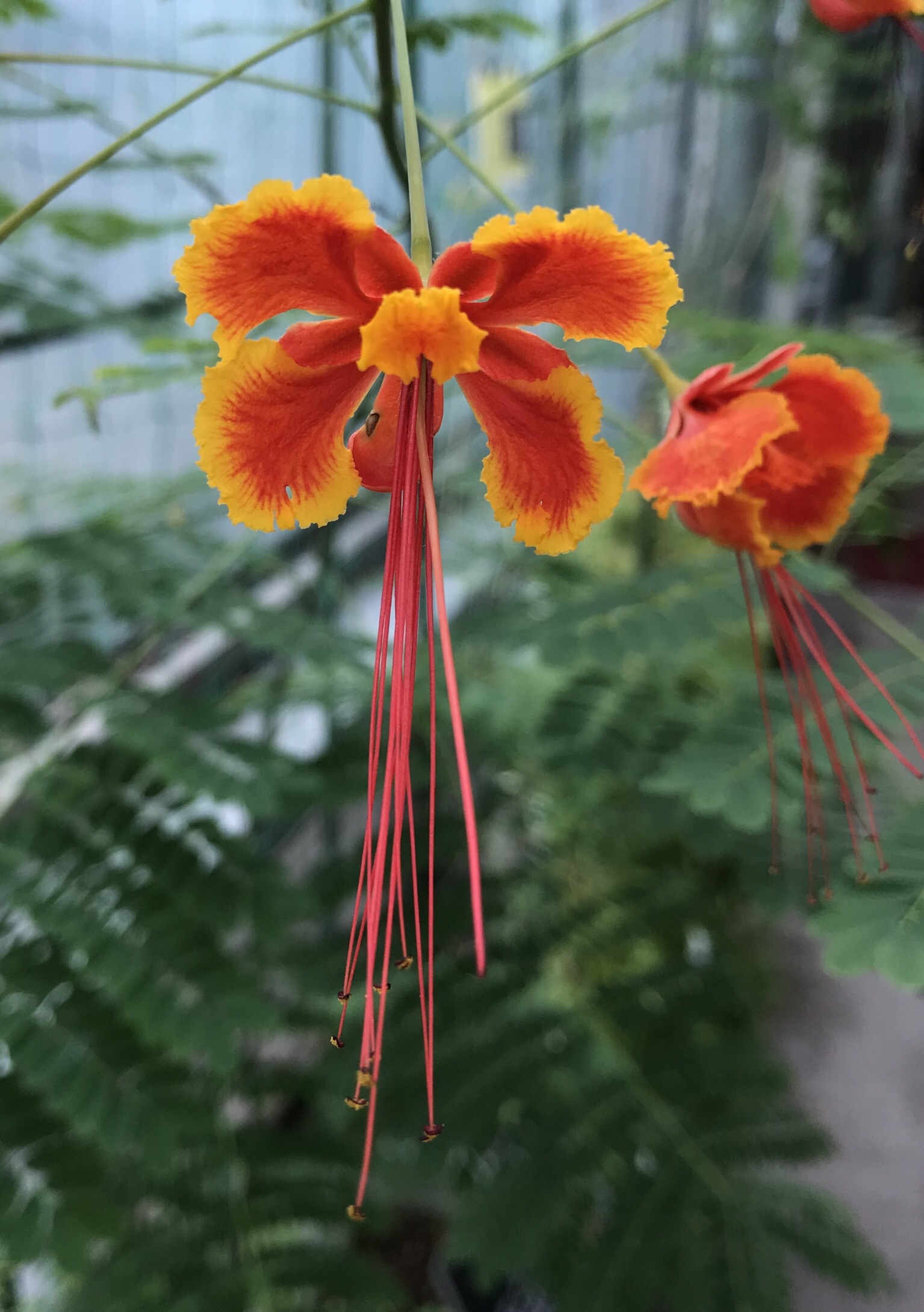 オオゴチョウ 花撮影技術 植物園紹介 花のブログ