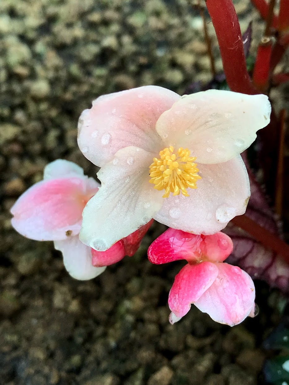新宿御苑は都民の気軽な憩いの場 花撮影技術 植物園紹介 花のブログ