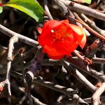 赤塚植物園の花たち