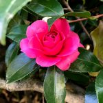 赤塚植物園の花たち