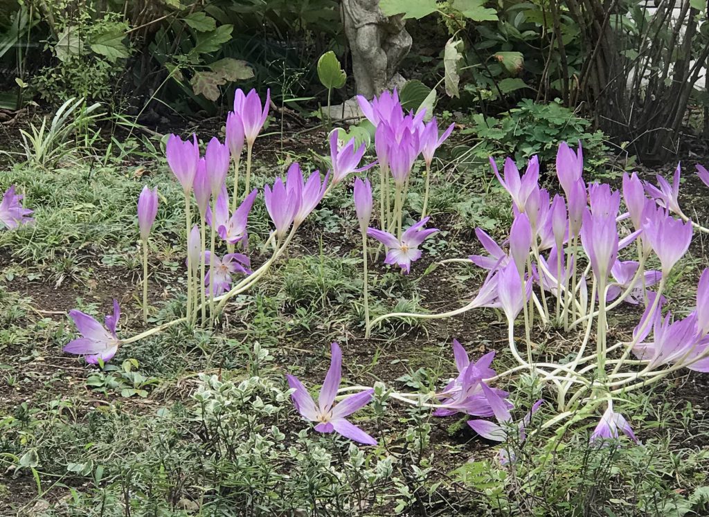 コルチカム 花撮影技術 植物園紹介 花のブログ