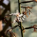 筑波実験植物園　絶滅危惧植物温室の花