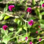 筑波実験植物園　サバンナ温室　花