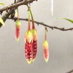 筑波実験植物園　熱帯雨林温室の花