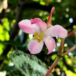 筑波実験植物園　熱帯資源植物温室の花