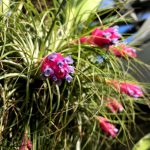 筑波実験植物園　熱帯資源植物温室の花