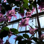 東京都薬用植物園　温室の花たち