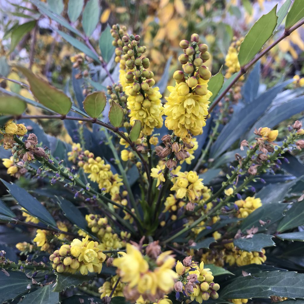 ホソバヒイラギナンテン 花撮影技術 植物園紹介 花のブログ