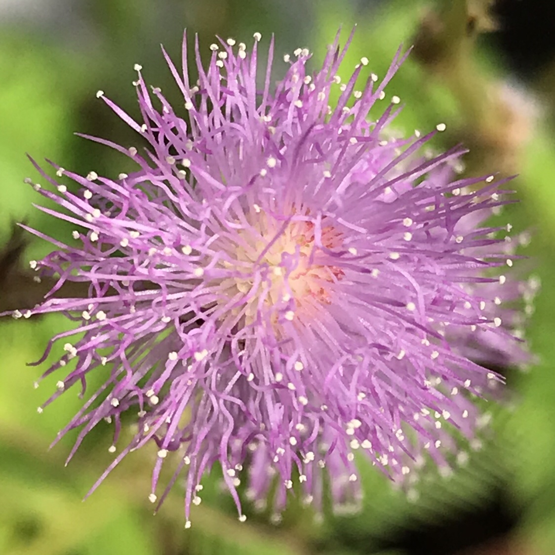 オジギソウ 花撮影技術 植物園紹介 花のブログ