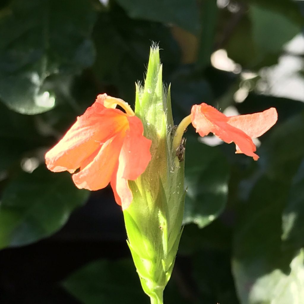 クロサンドラ 花撮影技術 植物園紹介 花のブログ