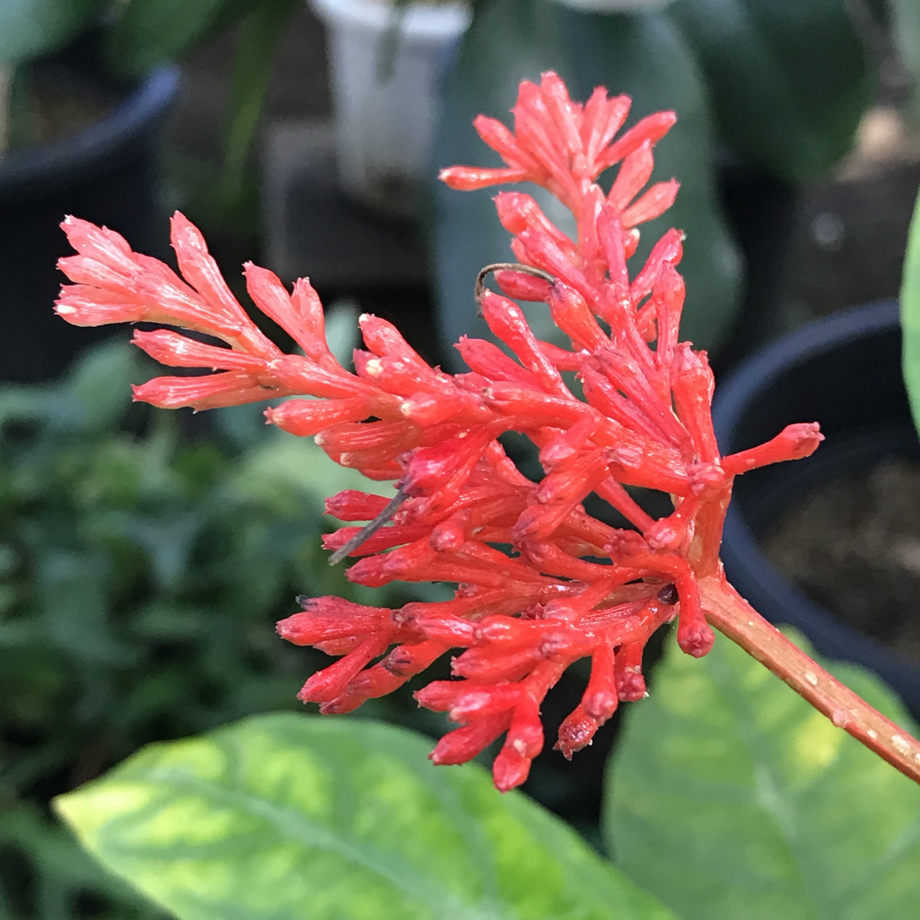 インドジャボク 花撮影技術 植物園紹介 花のブログ