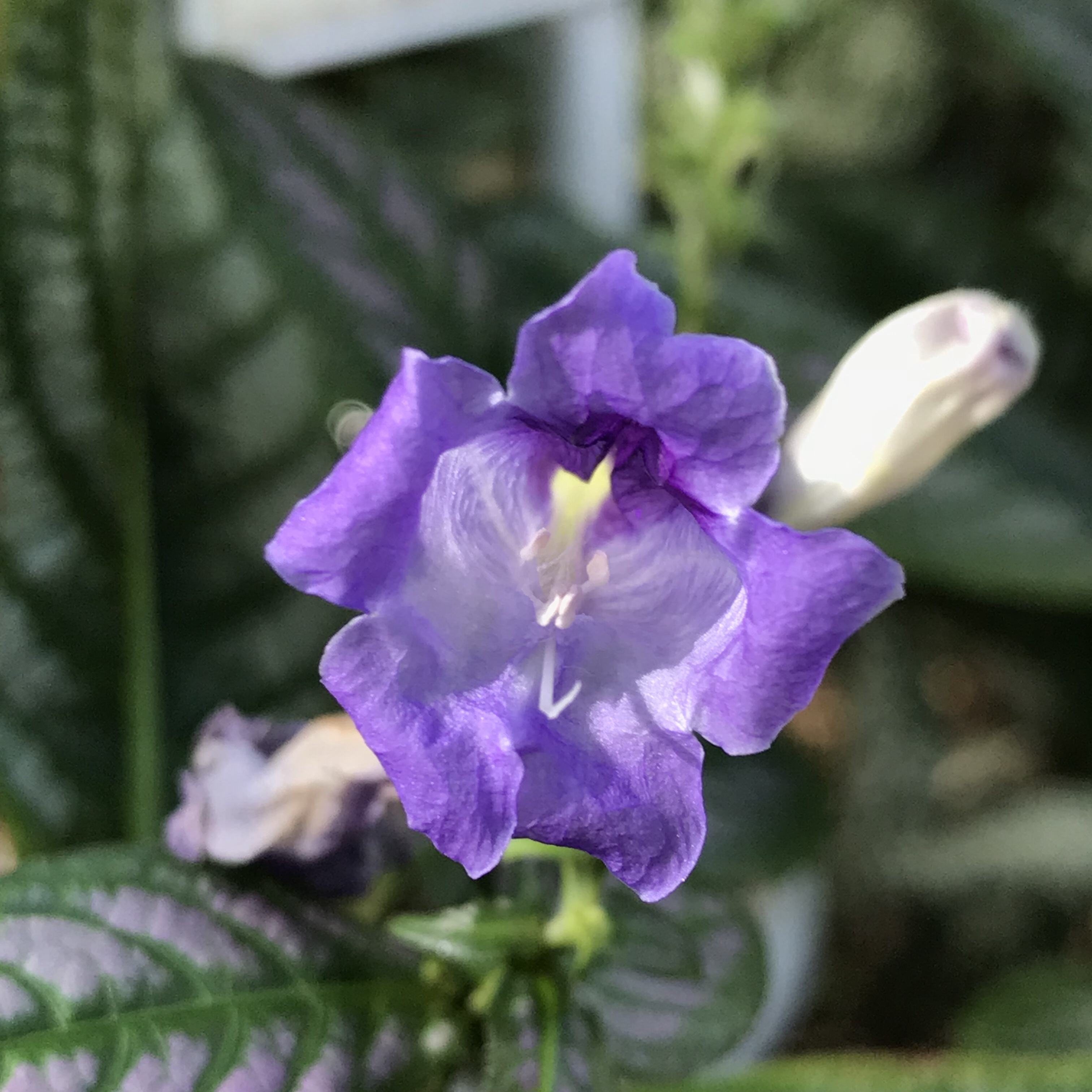 ウラムラサキ 花撮影技術 植物園紹介 花のブログ