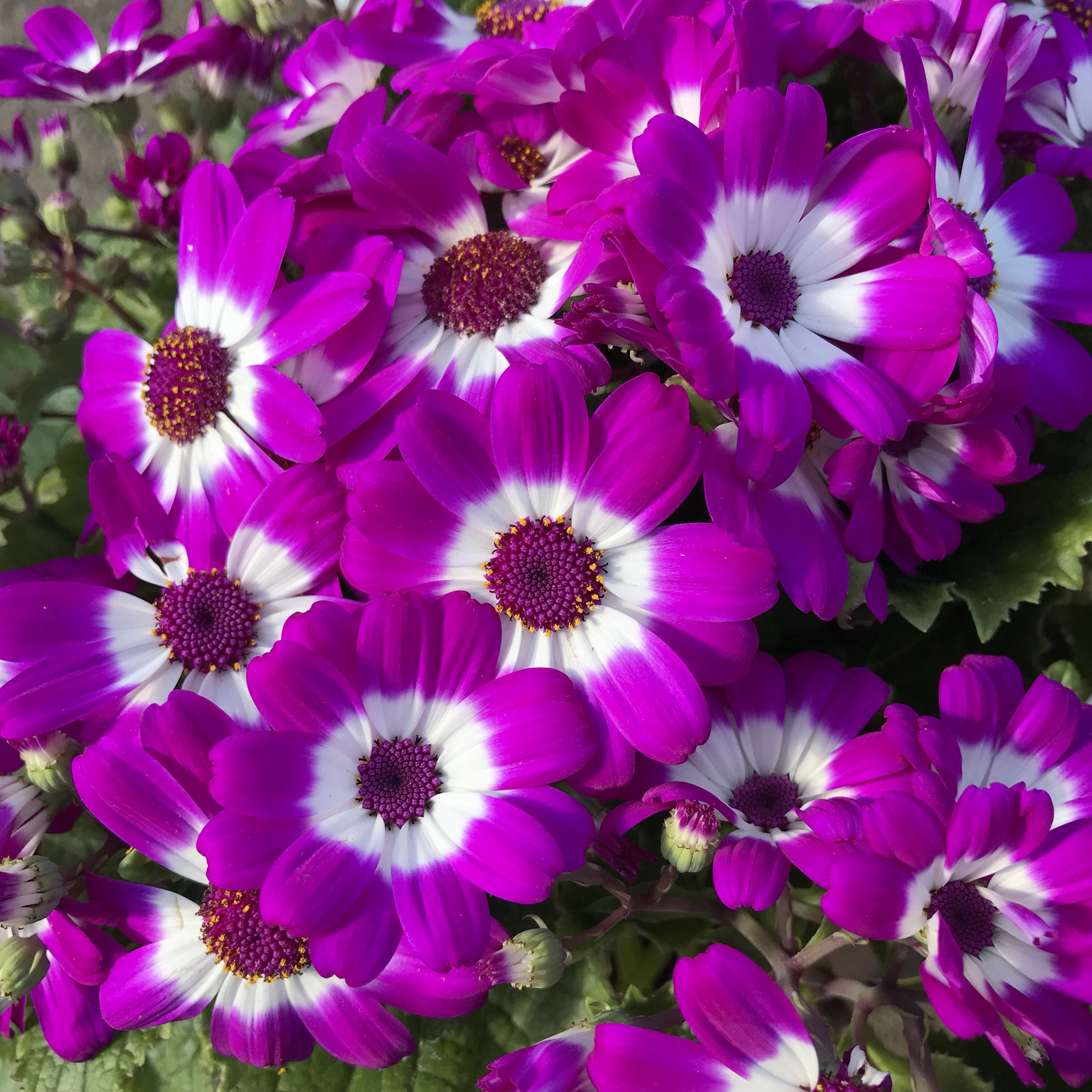 サイネリア 花撮影技術 植物園紹介 花のブログ