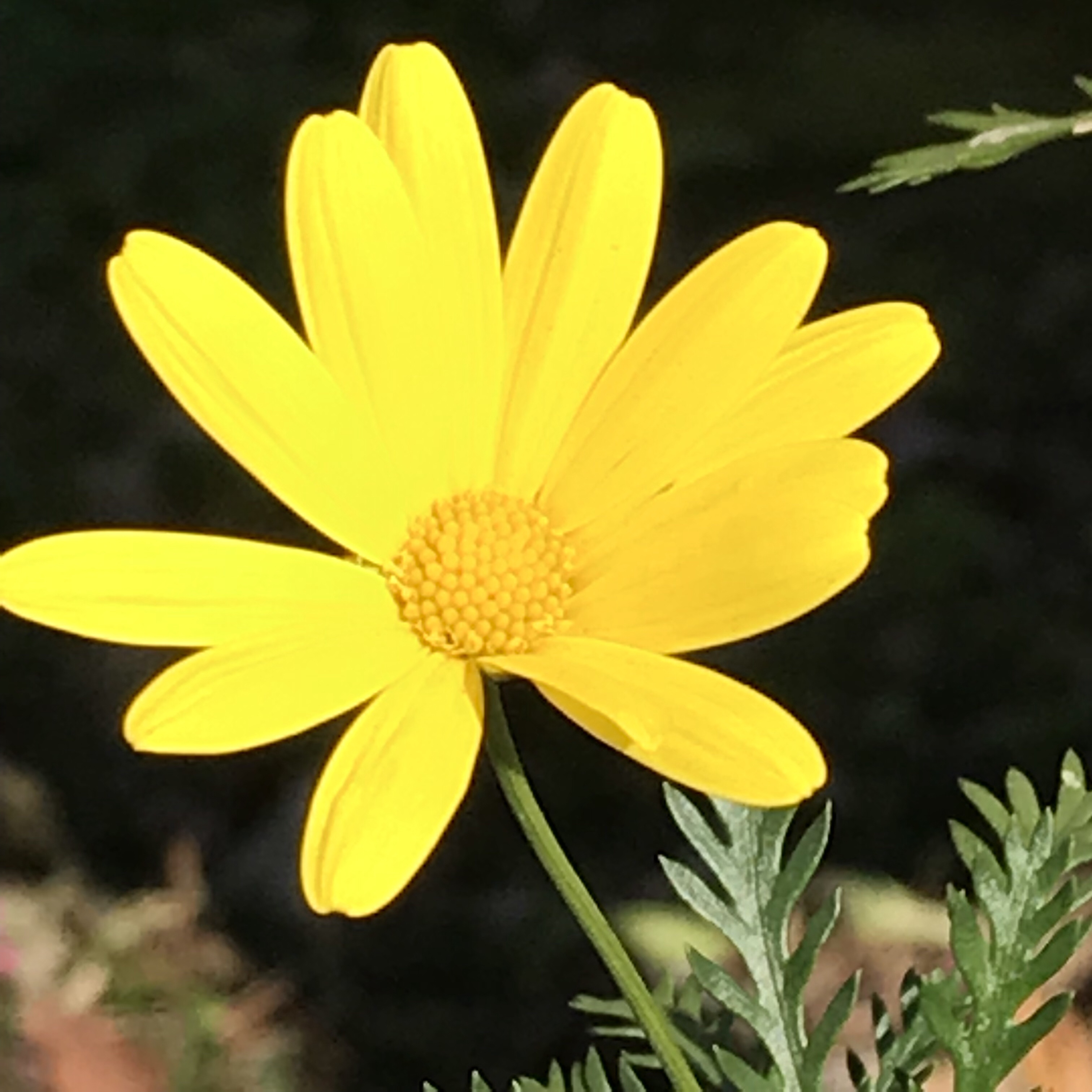 ユリオプスデージー 花撮影技術 植物園紹介 花のブログ