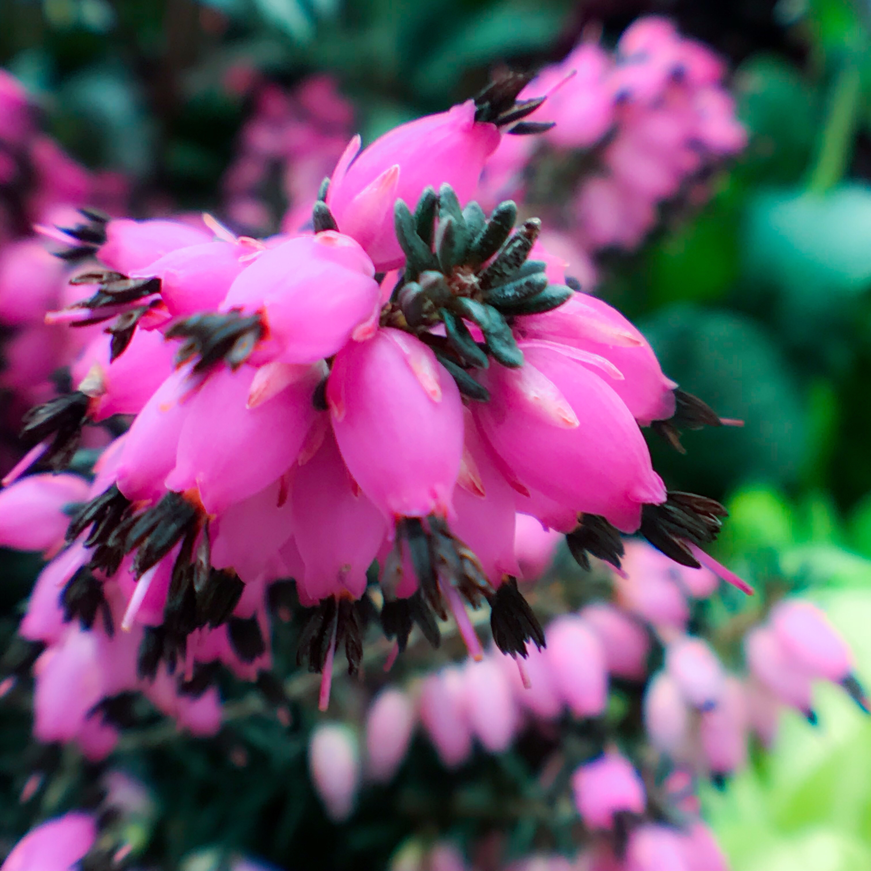 ジャノメ エリカ 花撮影技術 植物園紹介 花のブログ