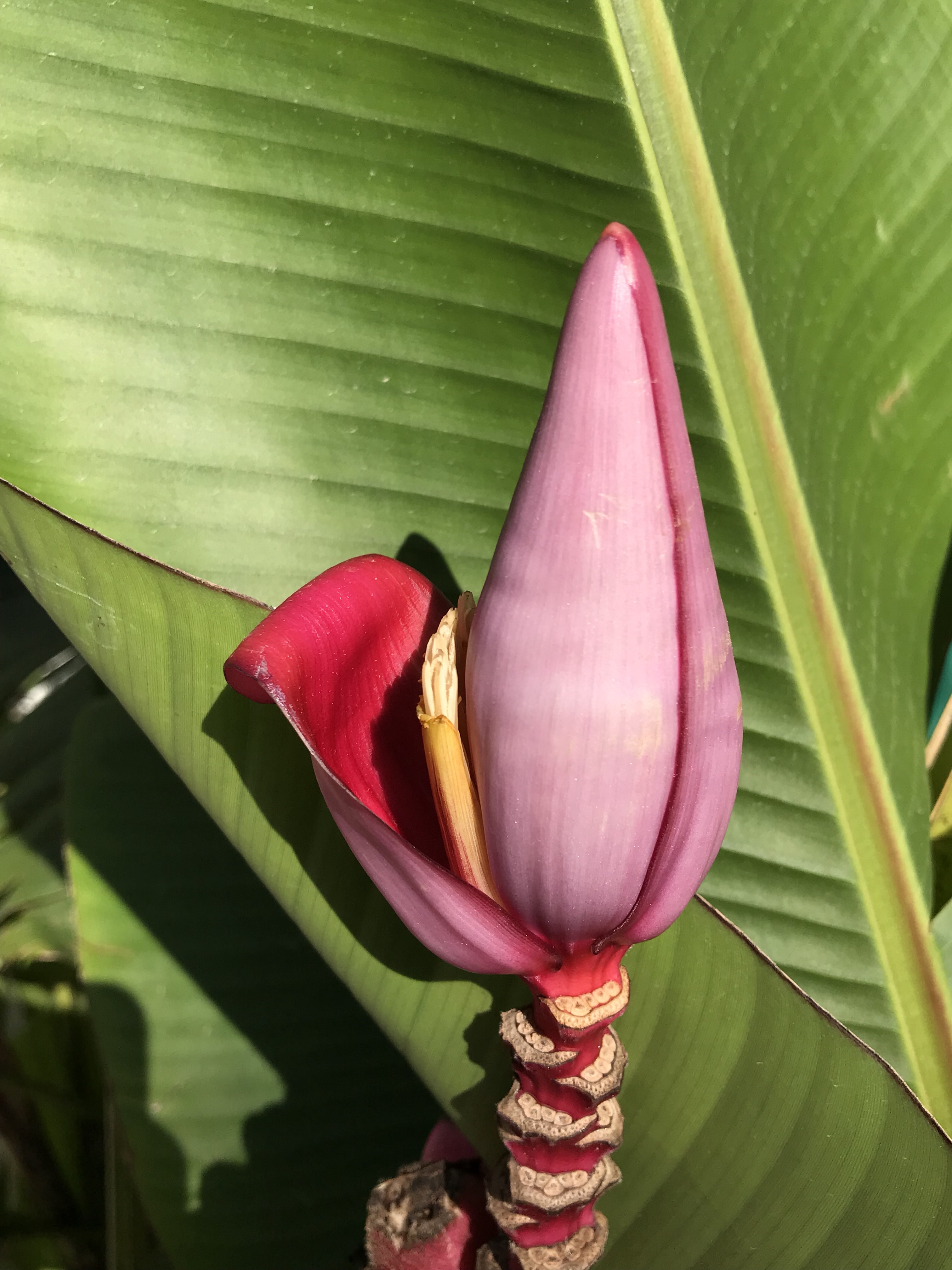 バナナ 花撮影技術 植物園紹介 花のブログ