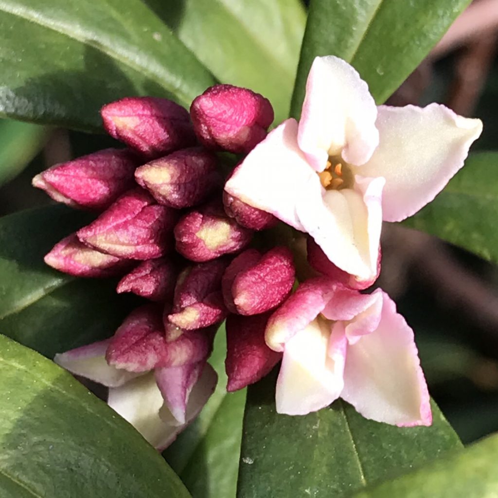 沈丁花ページ④ ジンチョウゲ（沈丁花）：赤花 4号ポット の通販 | 園芸ネット